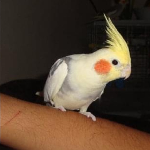 Meet your Posher, Cindy - Picture 1 of 2